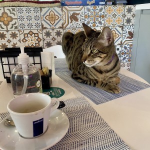 Una taza de Cappuccino y un gato
